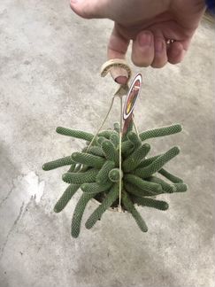 Ребуция Мускула Подвесная. Доставка