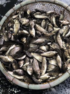 Живец Плотва Карась Верховка