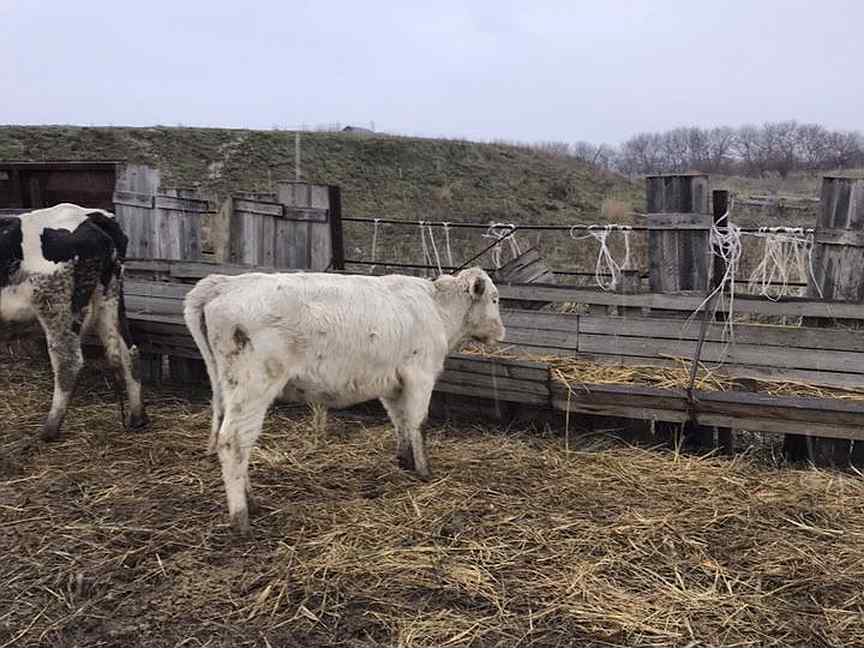 Корова с горбом Дагестанский молочный. Дагестанские коровы фото. Купля продажа коров в Дагестане. Телки купить Дагестане коровы.