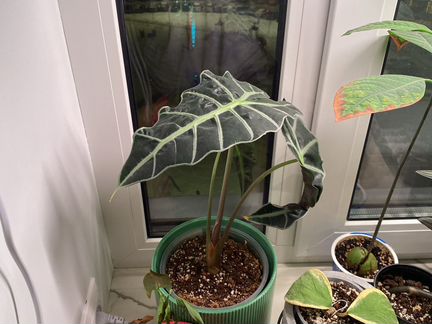 Алоказия полли