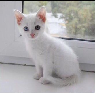 Продам эксклюзивных белых разноглазых котят Као