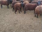 Овцы Карачаевской породы