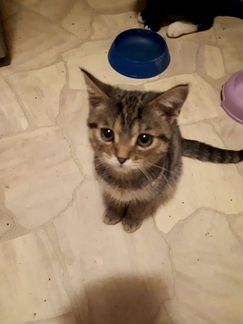 Кошка