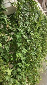 Хедера Хелекс подвесная d 24 см Н 120 см