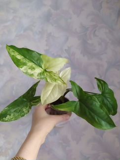 Сингониум Imperial White
