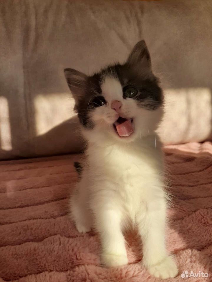 Кошка