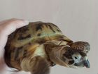 Черепаха сухопутная