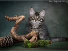 Сибирские котята породистые