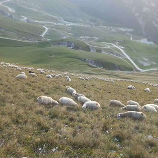 Овцы матки - фотография № 4