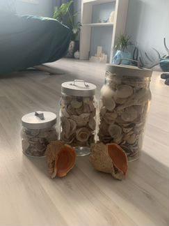 Ракушки морские