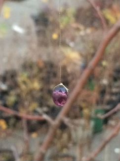 Яблоня декоративная ‘Ola’