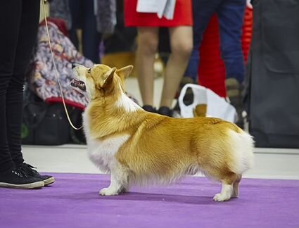 Вельш Корги Пемброк вязка