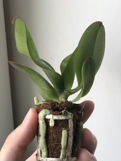 Орхидея Little Amaglad