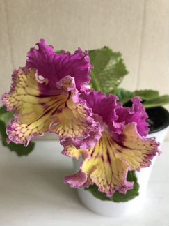 Цветы стрептокарпусы