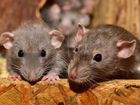Уничтожение крыс, мышей (грызунов) / Дератизация