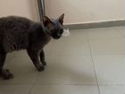 Кошка дымчатого цвета объявление продам