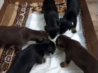 Собаки щенки ягдтырьеров объявление продам