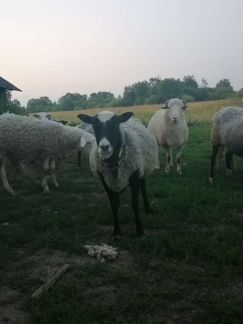Овцы, матки и ярки - фотография № 3